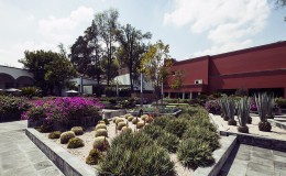 Agave Grand San Angel