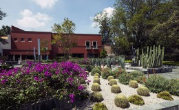 Agave Grand San Angel