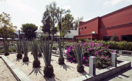 Agave Grand San Angel