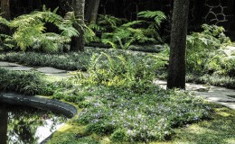 Foros Azteca Novelas Pasillo